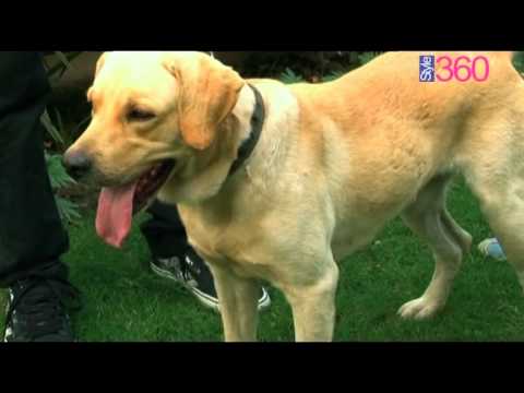 My Pet & I - Dj Shahrukh