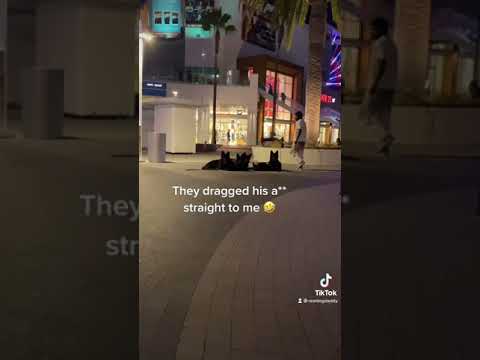 The Best Trick I’ve Taught My Dogs. Dog Daddy