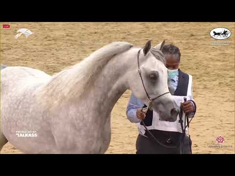 N 161 WAZAAN AL SHAQAB   6th Qatar Nat  Arabian Peninsula HS for individual Owners   Stallions 4 6 Y