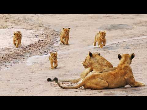 Hungry Lion Cubs Return to Terrorize Mommy