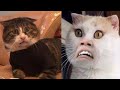 Kompilasi Video Kucing Lucu Kocak Bikin Ngakak
