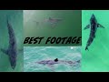 Best Great White Shark Drone Footage of 2021 (Narrated)