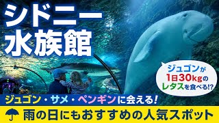 【シドニー水族館】ジュゴン・ペンギン・サメに会える!雨の日にもおすすめの人気スポット