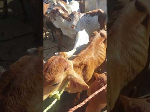 precio de los teneritos en el tiangue de San Rafael Cedros, Cuscatlán 15 de noviembre 2025