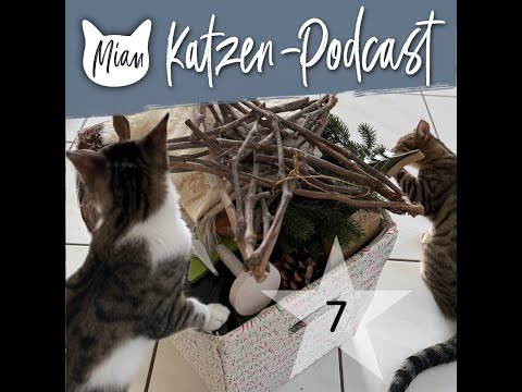 #228 - Komm’ mit auf Katzen-Expedition | Advent 2024 | Miau Katzen-Podcast