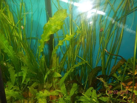 Этот удивительный Рдест.