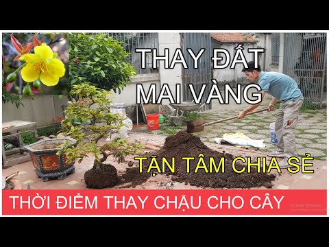 🔴 QBS2125 - Kỹ thuật sang chậu không héo lá |cách sang chậu, thay chậu cho cây mai vàng không héo lá