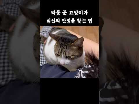 고양이가 악몽꾸면 하는 행동