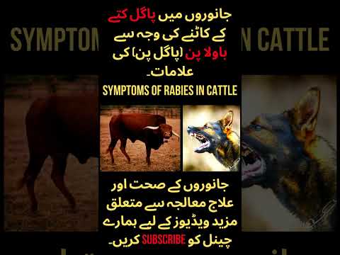 , title : 'Rabies in Animals//Tanoli veterinary Clinic'