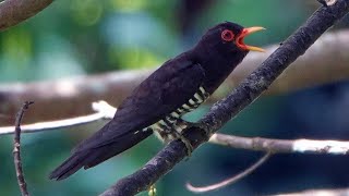 Download lagu Bird Call: VIOLET CUCKOO mp3 Download lagu Bird Call: VIOLET CUCKOO mp3