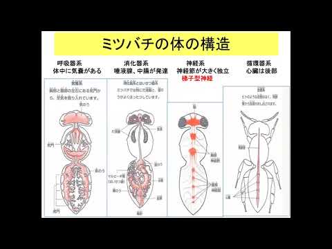 , title : '動物感染対面4回甲殻蜜蜂2022秋 edit'