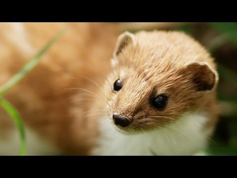 Tiny Weasel Accused Of Shutting Down Big, Expensive Science Machine