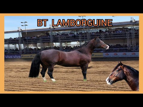 BT LAMBORGUINE