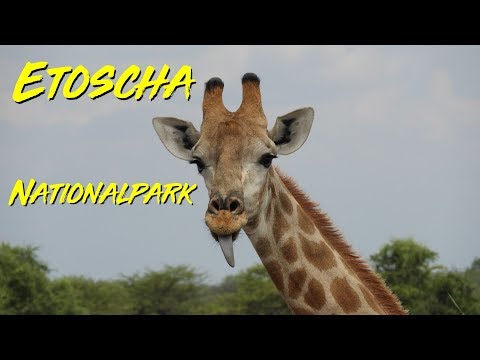 Namibia Botswana Simbabwe - Tag 26 - Überall Tiere um uns herum im Etoscha