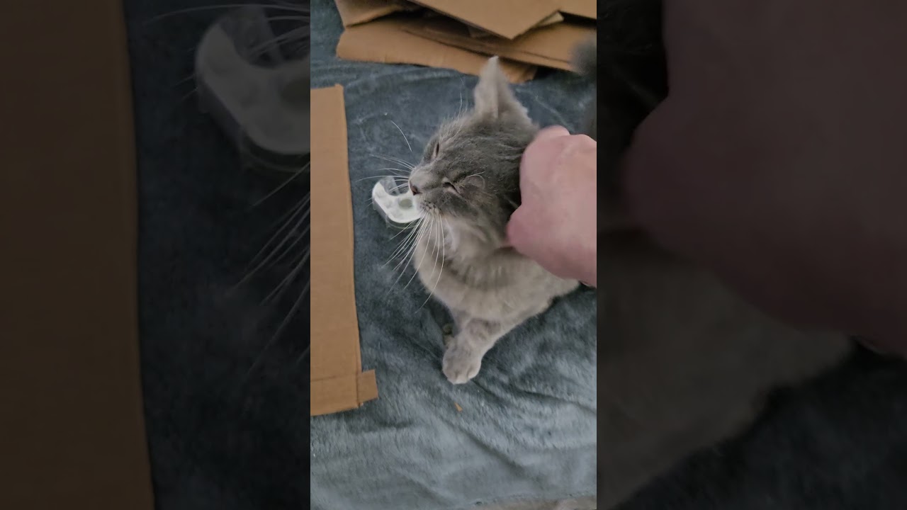 Enlarge Melati, a Adoptable Domestic Medium Hair in highlands ranch, CO video 4/6