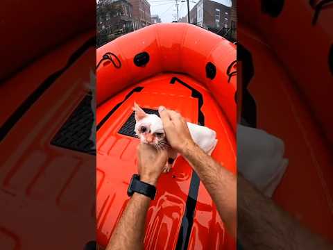 Phillies land All-Star closer Jhoan Duran ahead of MLB trade deadline❤️‍🩹 #cat #shorts