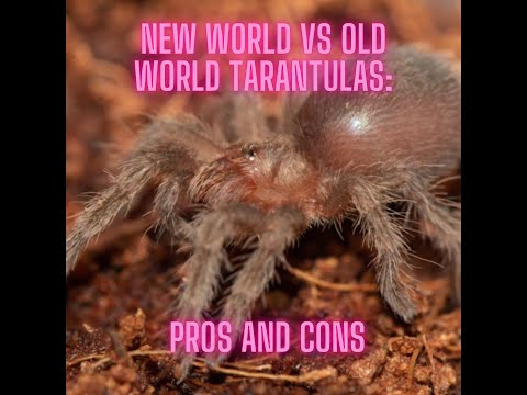 New World vs Old World Tarantulas: Pros and Cons