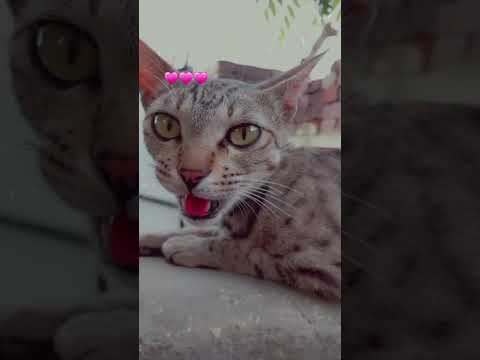 cute cat 🐱 #catshorts  #viralvideo #subscribe