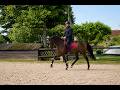 Caballo castrado Westfaliano En venta 2022 Bayo por Franziskus FRH