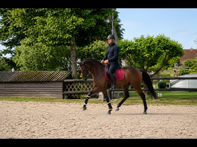 Caballo castrado Westfaliano En venta 2022 Bayo por Franziskus FRH