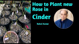 Come together to plant roses in cinder/आओ स�