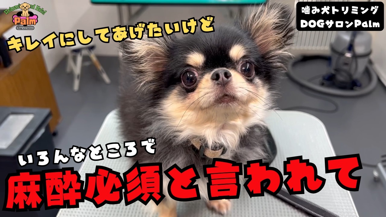 本当に麻酔は必要だったのか？チワワの噛み犬トリミング！！