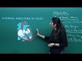 NEET Biology Heart Theory Problem Solving In English Misostudy