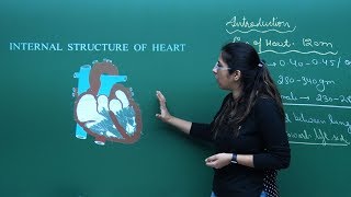 NEET Biology | Heart | Theory & Problem-Solving | In English | Misostudy