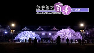 「枝垂れ桜～ライトアップ～」『おやさと百景』(81)