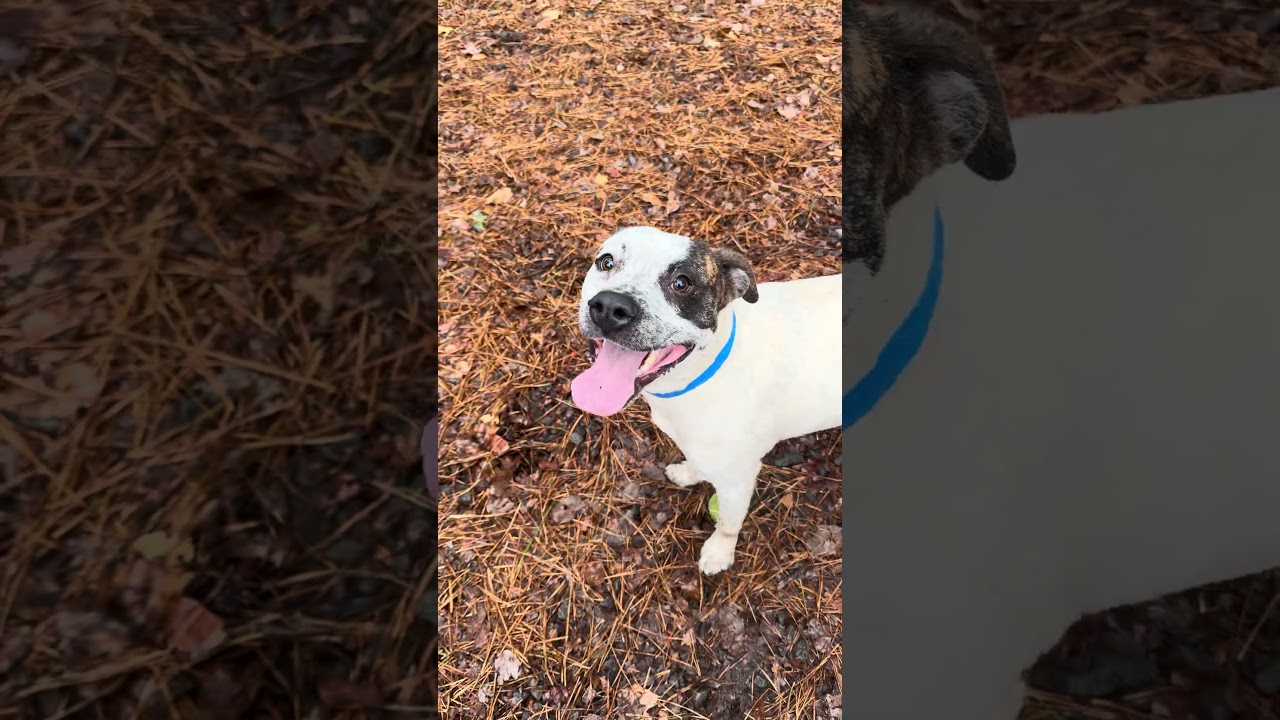 Enlarge KINGSTON, a Adoptable mixed breed in Marietta, GA video 4/6