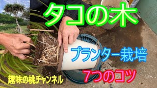 [Octopus Tree] 7 Tips for Growing in a Planter 25/8/29