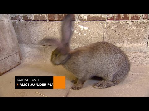 Agressief virus zaait dood en verderf onder Brabantse konijnen