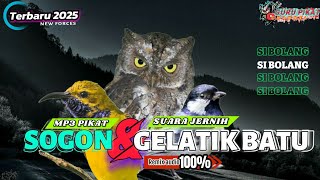 Download lagu suara pikat sogon dan gelatik batu ribut..‼️ cocok buat nurunin semua jenis burung kebon mp3 Download lagu suara pikat sogon dan gelatik batu ribut..‼️ cocok buat nurunin semua jenis burung kebon mp3