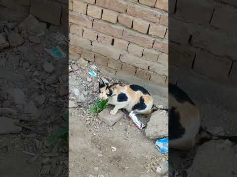 #wajdaansajid #cat #cats #foryou #shortsvideo