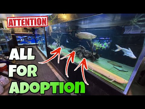 I'm putting Alot of my FISH up for ADOPTION