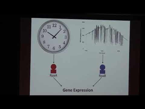 Interaction between circadian and stress-responsive systems in cyanobacteria - Joseph Piechura