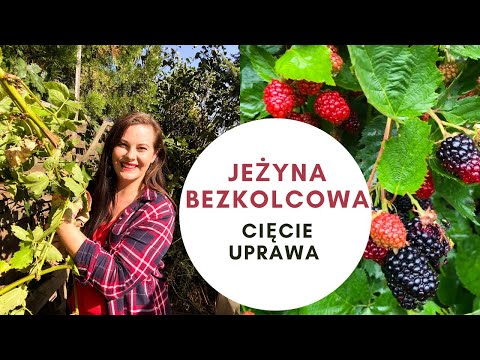 Pruning Thornless Blackberries | What to do to get a large harvest /Thornless Blackberry Cultivat...