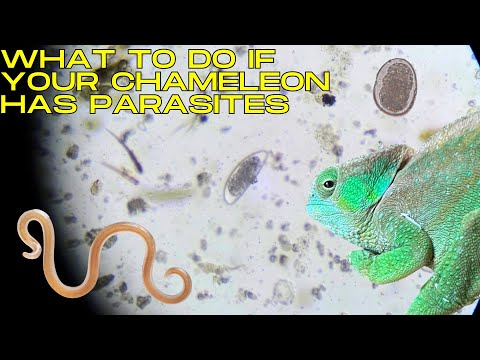Chameleon Parasites: What to do when you find out
