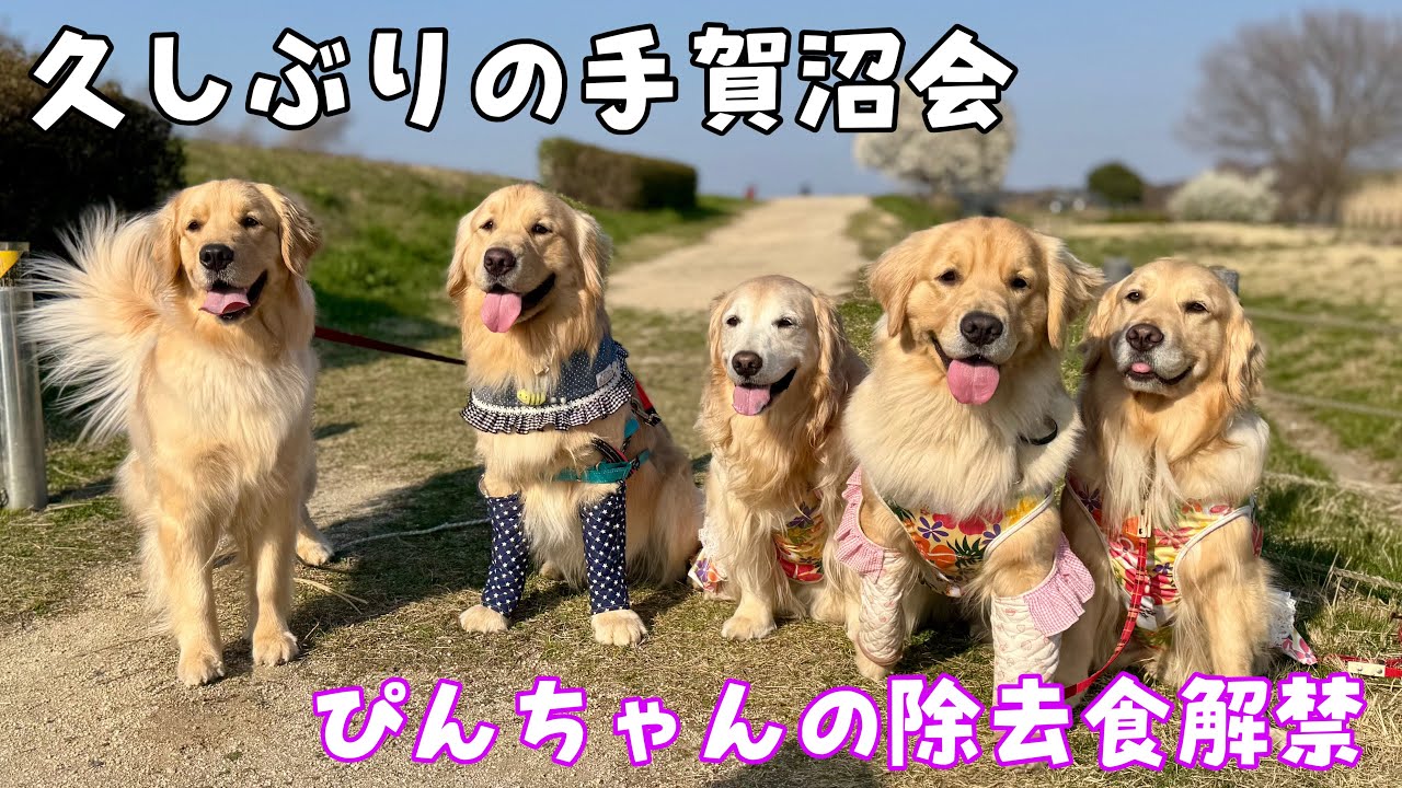 久しぶりに手賀沼会とぴんちゃんの除去食解禁