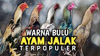 Download lagu 6 Most Popular Starling Chicken Feather Colors mp3