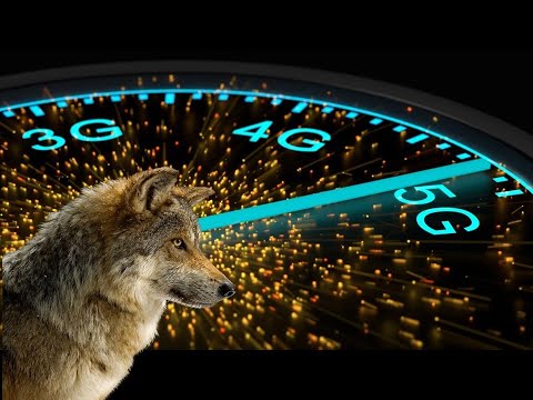 חידה אקולוגית מדעית מרתקת: לאן נעלמו עצי הצפצפה בילוסטון?