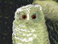 Owl Babies Channel 4
