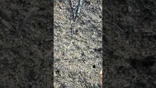 Download lagu Wooww...nggak sayang kulit, cewek dayak menanam padi mp3