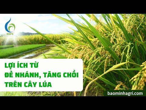 Đẻ Nhánh Và Tăng Chồi Mang Lại Lợi Ích Gì Cho Cây Lúa? | Bảo Minh FE