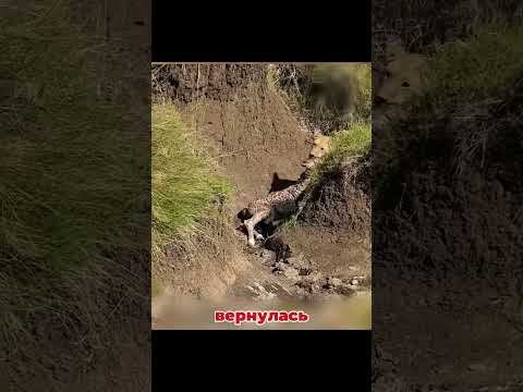 Львица напала на детёныша жирафа — но выжил он чудом 🦒🦁