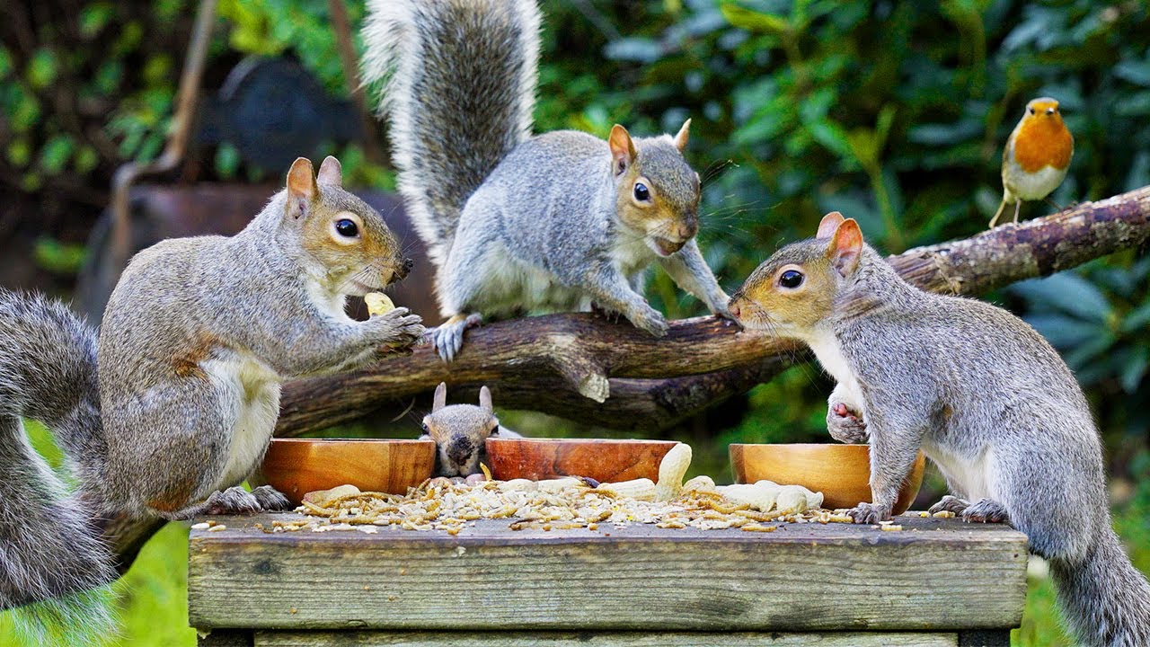 🔴 CAT TV 24/7 🐿️ Squirrels Steal all of the Birds Food 🍽️ Bird videos for cats to watch 4K HDR