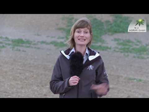 108. Feldexkursion: Raps umbrechen? - NU Agrar, 03.10.2018