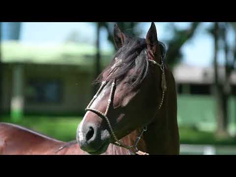 José do Barulho (Querendon do Recanto Crioulo x Chinoca do Barulho)