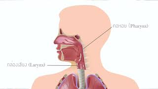 เข้าใจกายภาพเสียงได้ภายใน 20 วินาที (Physical Vocal)