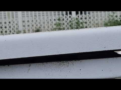 Yellow Jackets Checking Out the Diving Board in Toms River, NJ